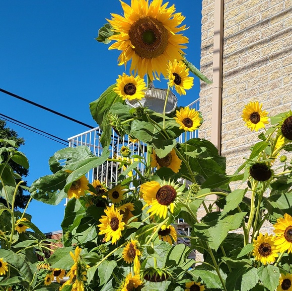 Meet your Posher, Ann - Picture 1 of 1